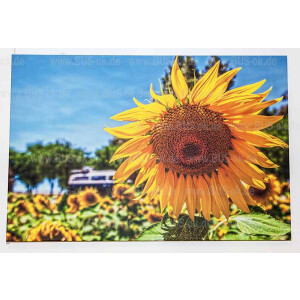 Leinwandbild Sonnenblumen mit  T2  Abm.120/80